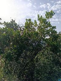 Sardu