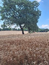Pinco