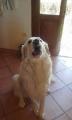 Marty_dolce