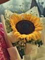 Girasole